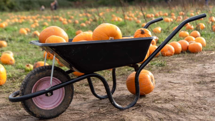 Orange pumpkins in a wheelbarrow in a pumpkin field.