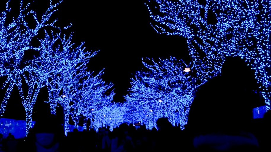 Avenue of trees lit up by blue lights for a Christmas trail.