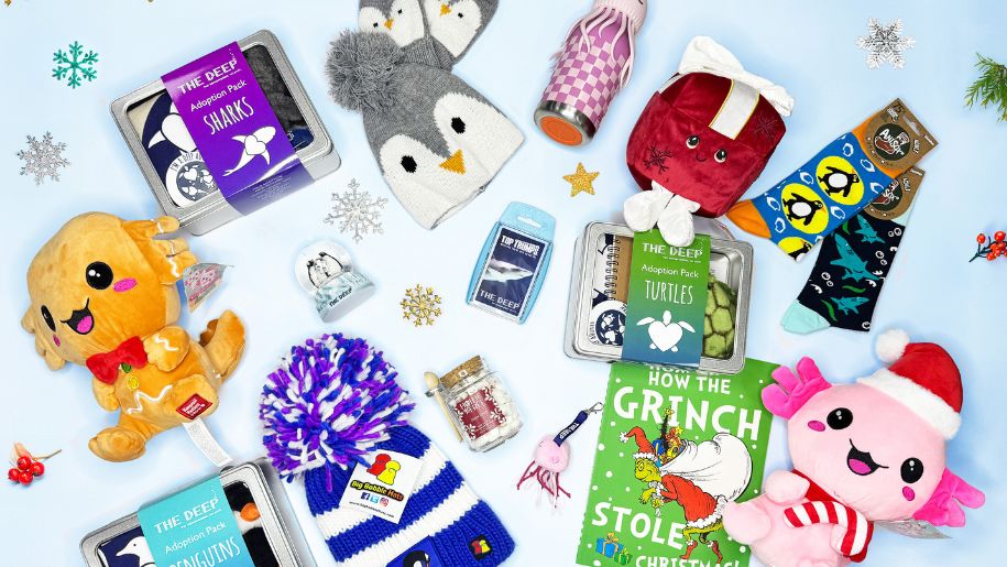 flat lay of items from the deep