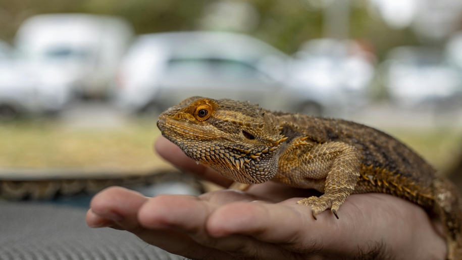 A bearded dragon sitting on a hand.