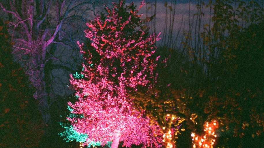 Tree illuminated by pink lights after dark.