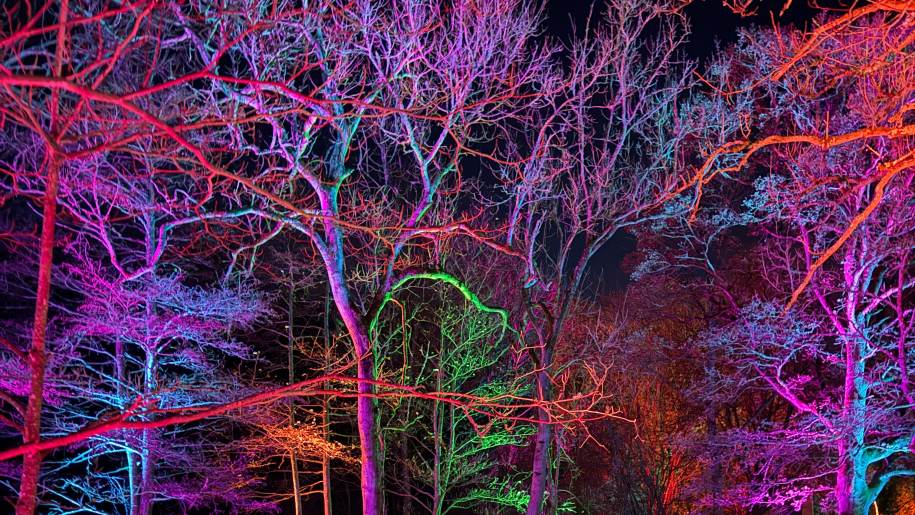 Trees washed in colour on a winter lights trail.