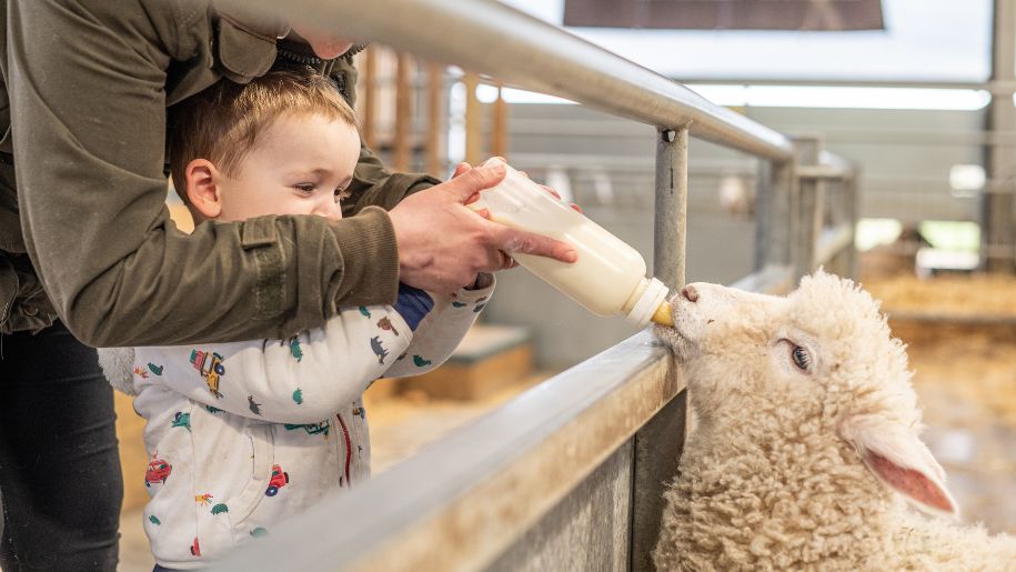 boy feeds lamb with a milk bottle