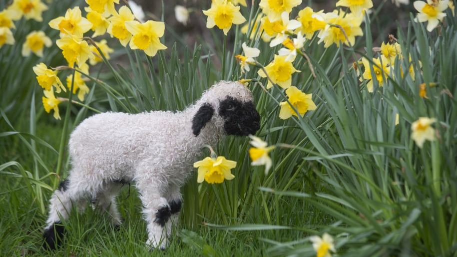 Young lamb amongst daffodils.