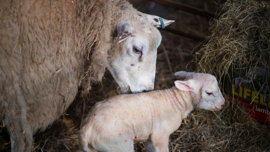 A ewe licking her newborn lamb.