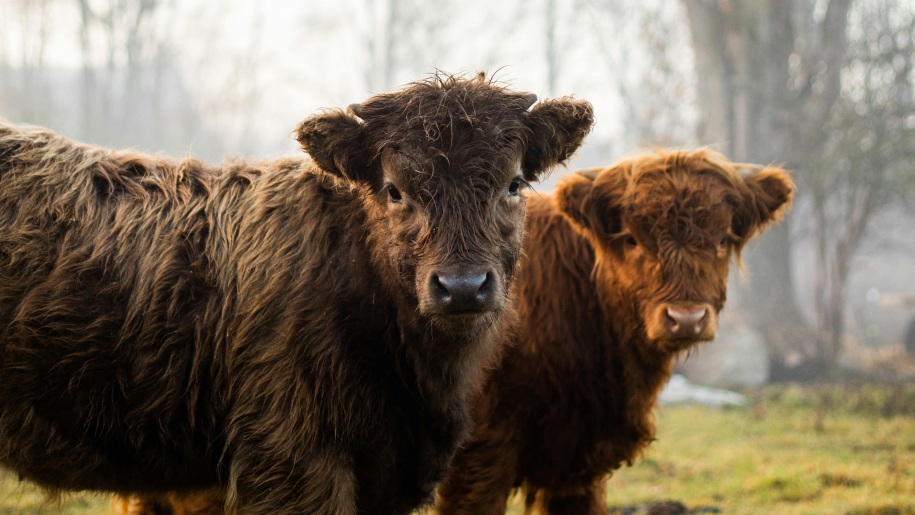 Two brown Highland cows in a field.
