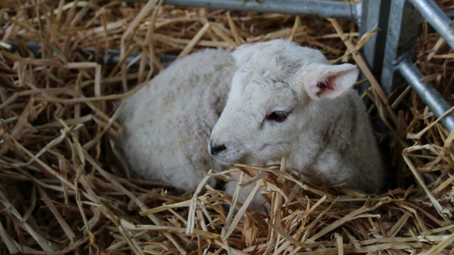 A white newborn lamb on straw.