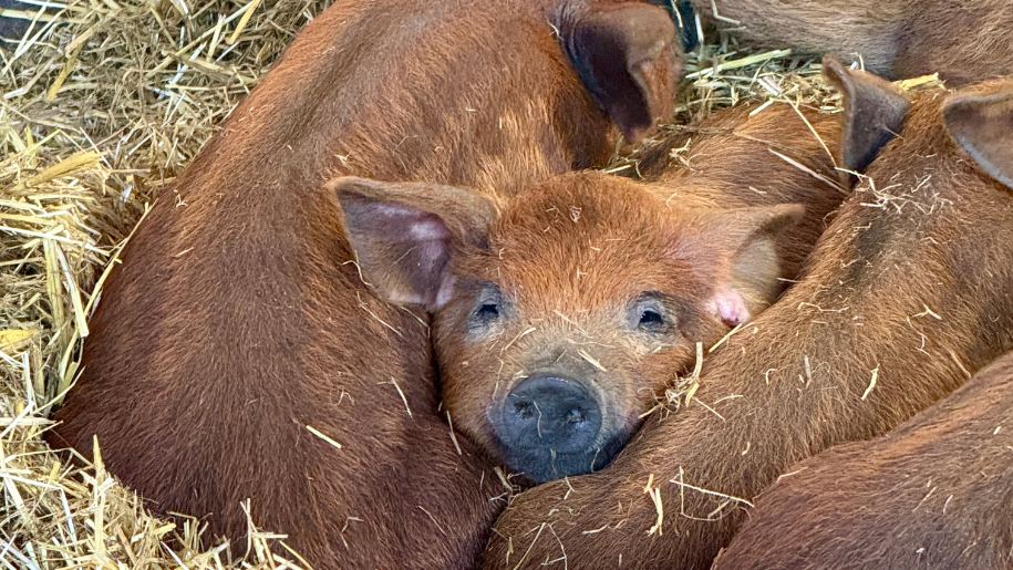 A group of small ginger piglets dozing on straw.