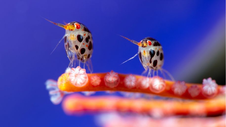 underwater creatures