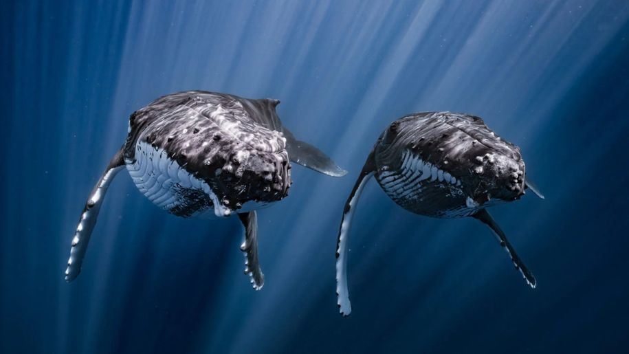 underwater image of whales
