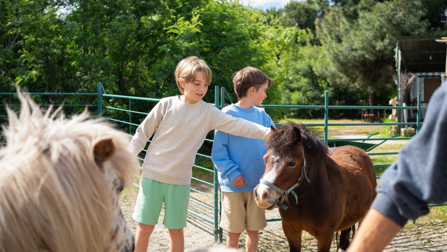 two boys in jumpers and shorts stroke two ponies in a field