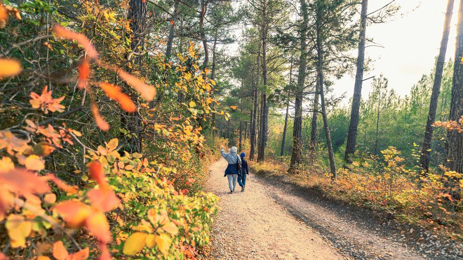 two people walk through a forest walkway