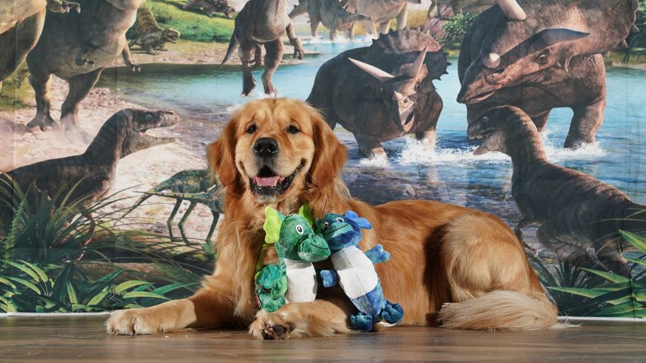 gold retriever dog sits in front of dinosaur collage with dinosaur cuddly toy