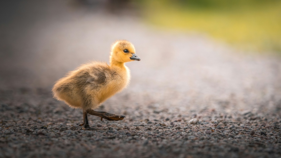 A gosling walking on gravel.