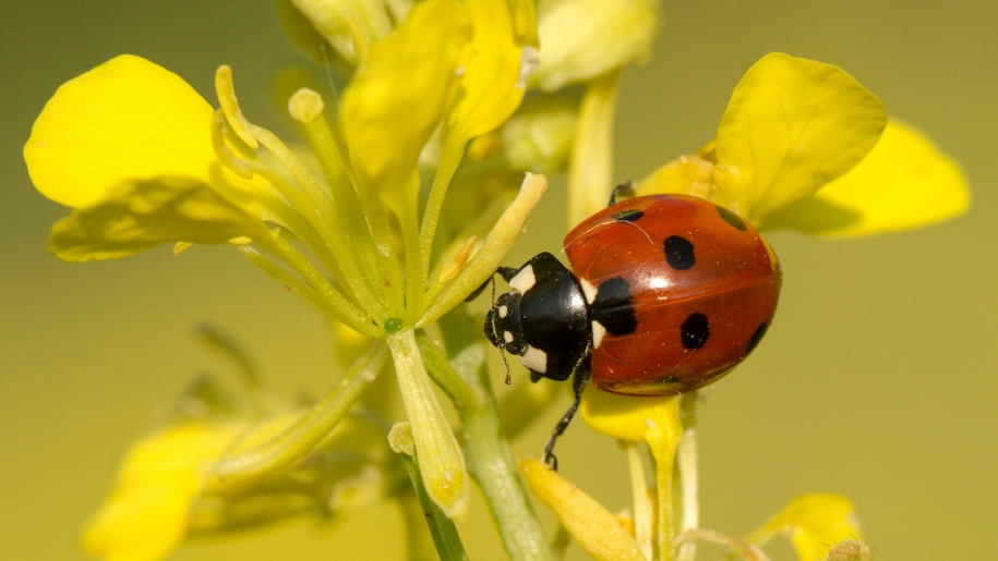 Red and black ladybird on a yellow flower.