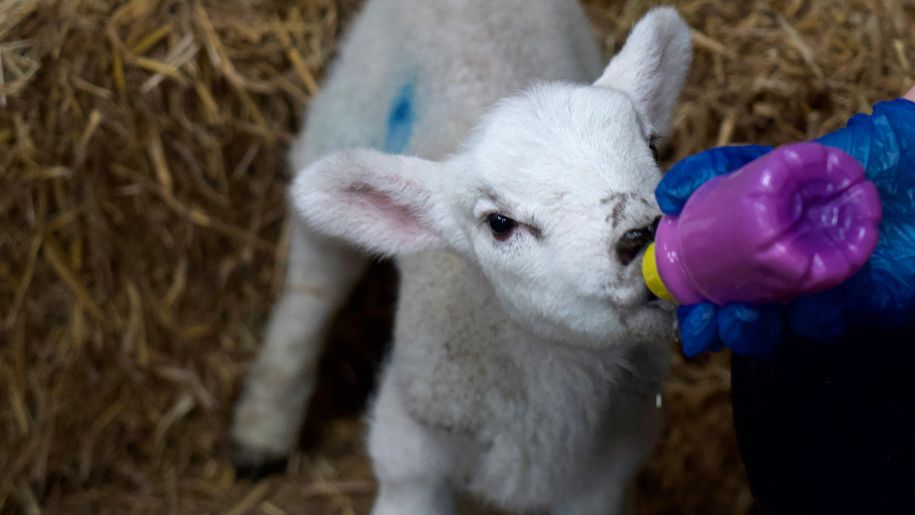 baby lamb feeds from a purple bottle