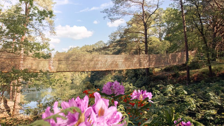 rope bridge across a garden of pink flowers