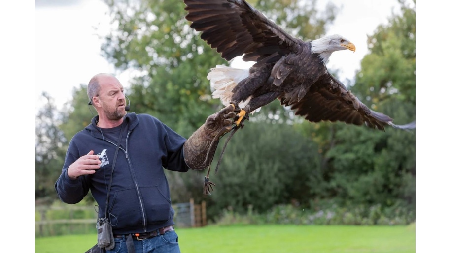 Man and bird of prey during an outdoor flying display.