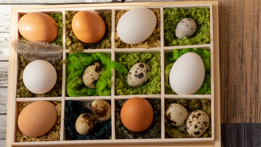 Wooden box containing birds' eggs in different compartments.