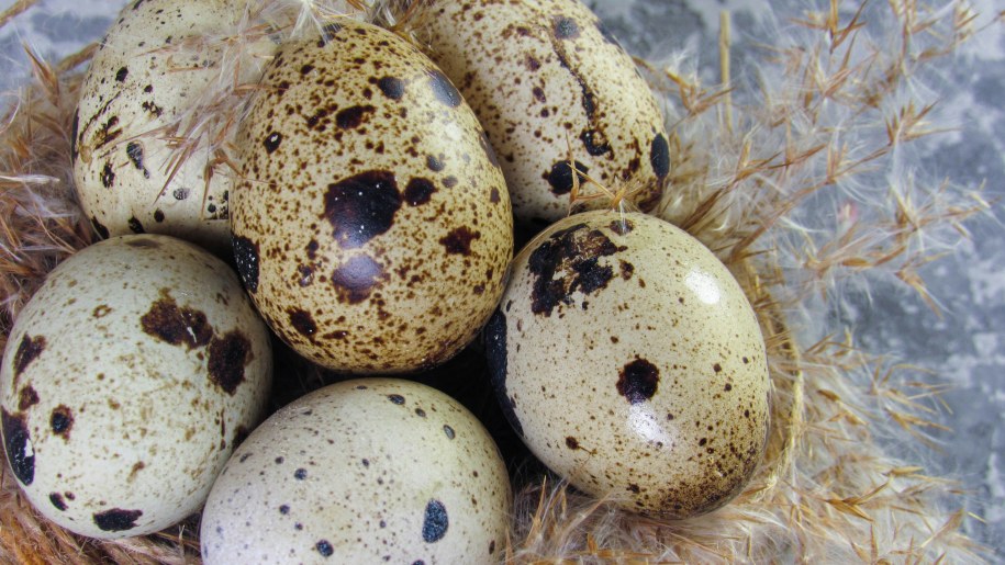 Six brown and cream speckled eggs.