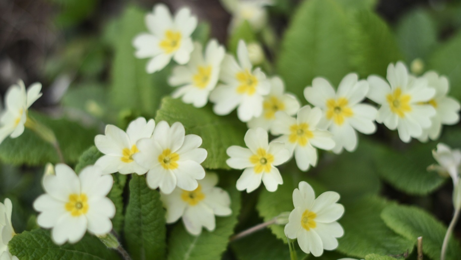 Clump of pale yellow primroses in flower.