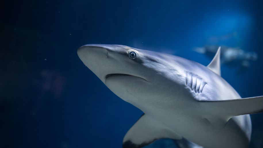 shark underwater