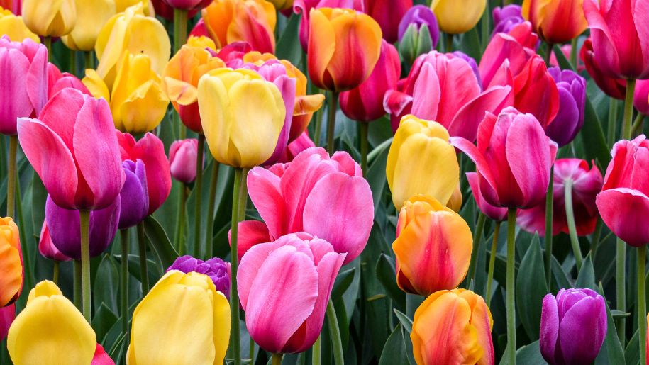 tulips