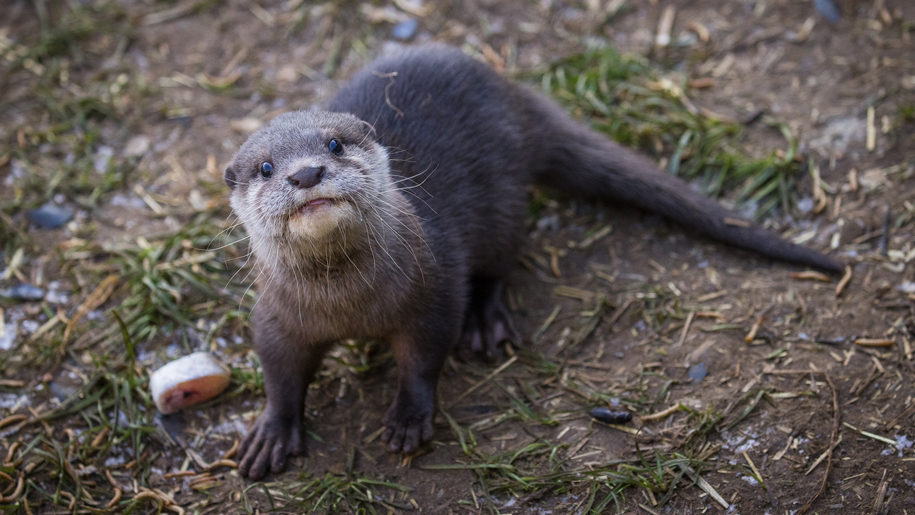 otter
