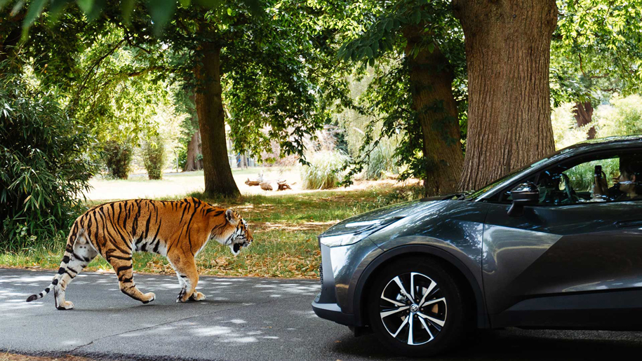 tiger infront of a car