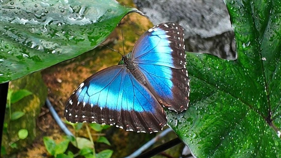 blue butterfly