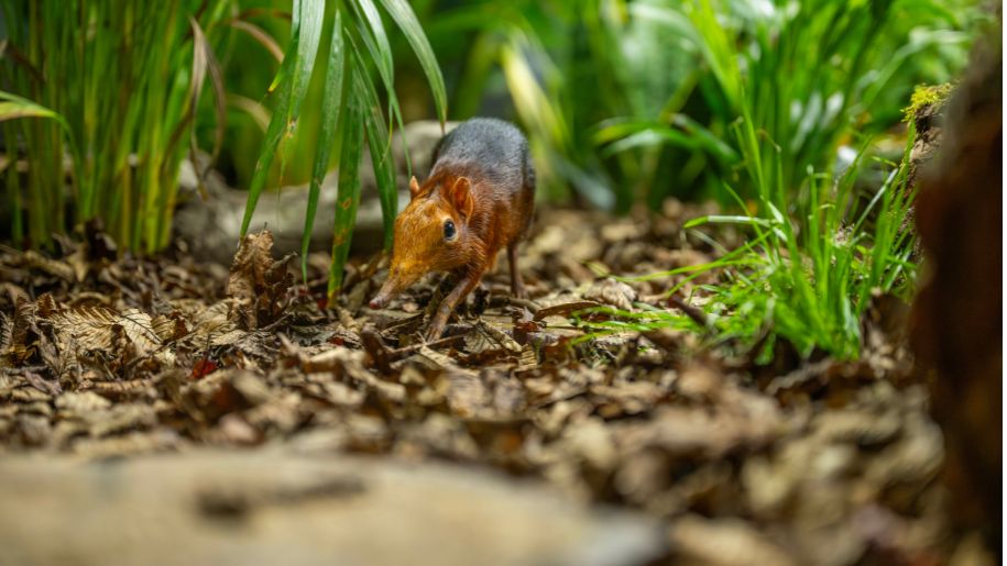 little shrew in the long grass