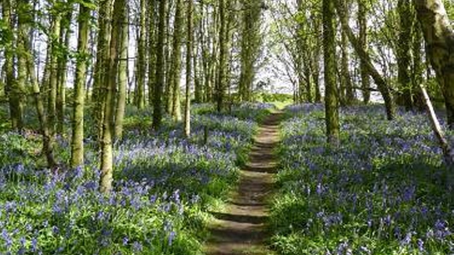 A woodland path lined by bluebells.