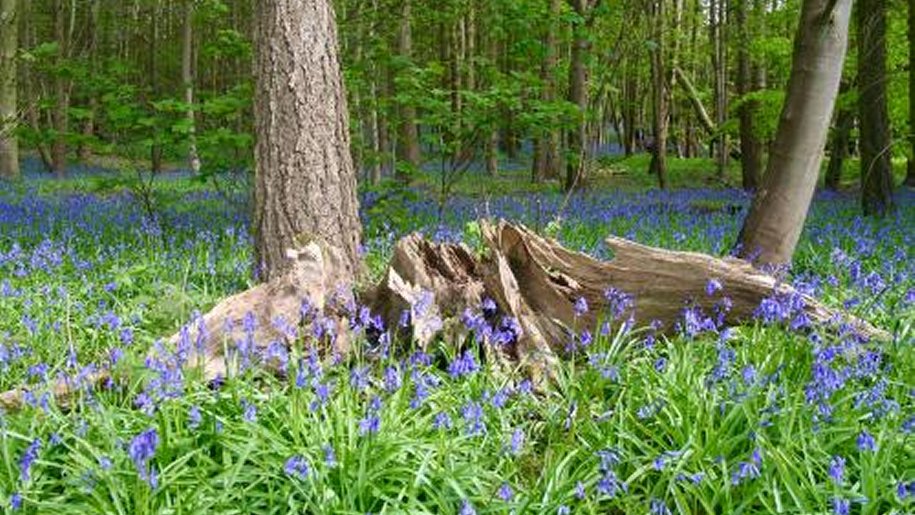 A rotting tree trunk surrounded by bluebells.