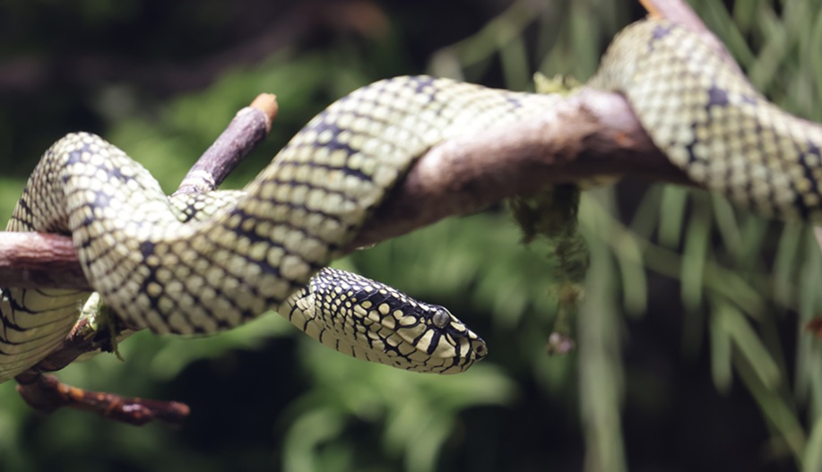 snake on a tree