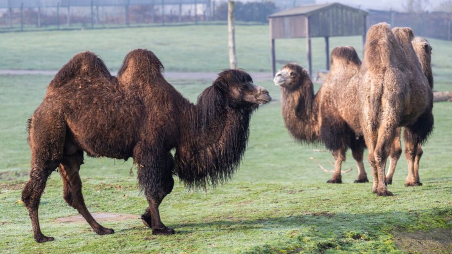 two camels in a field