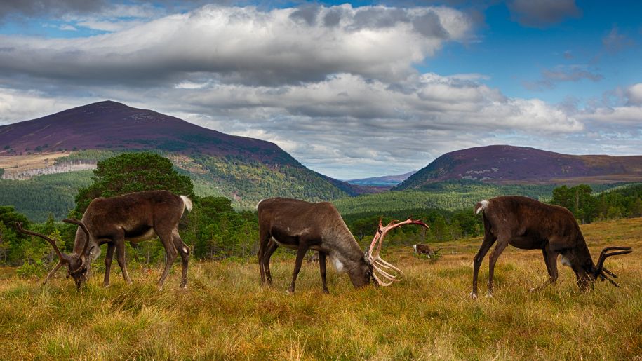 deer on a mountain side