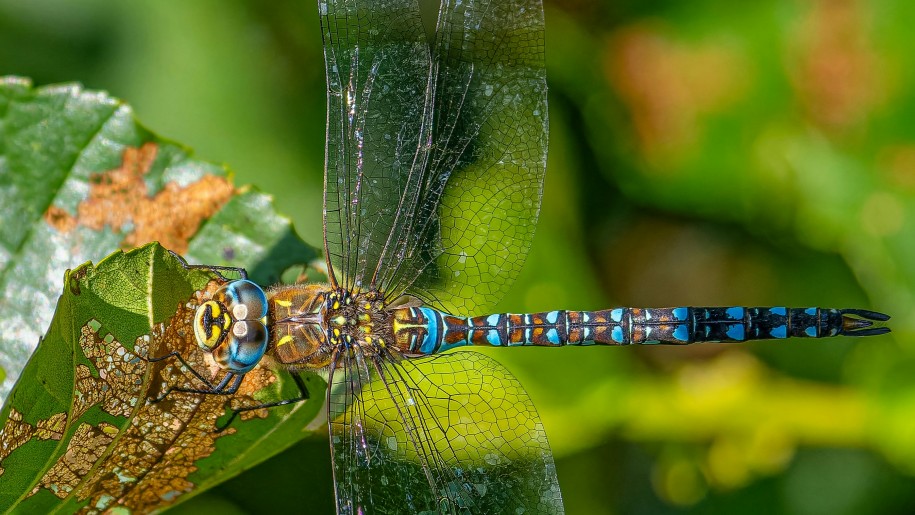 Blue and black dragonfly on a leaf.