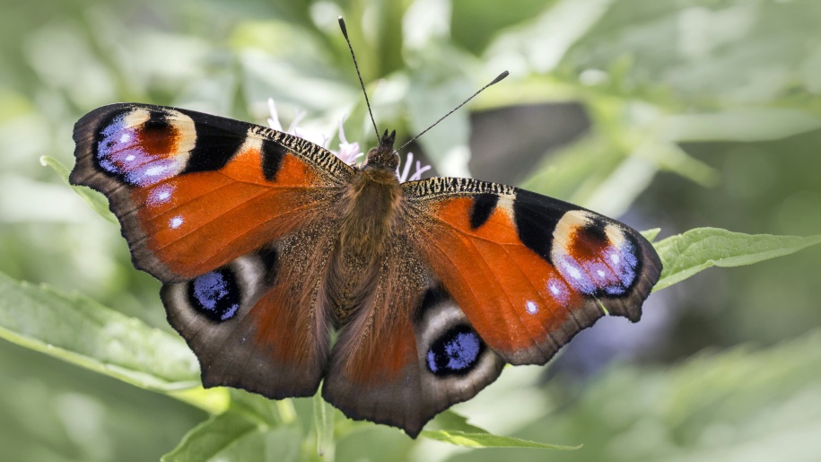 Brightly coloured butterfly on a leaf.