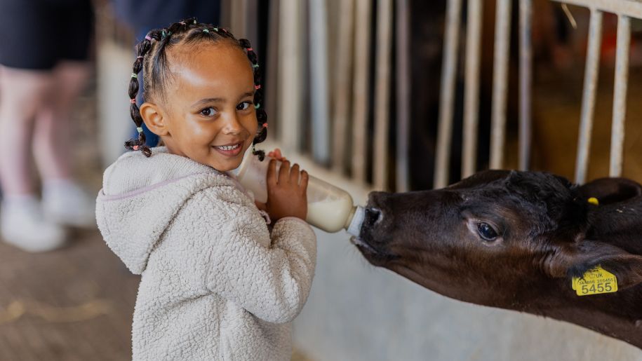 little girl feeds a calf with a milk bottle