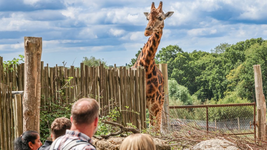 Giraffe looking over a wooden fence at a group of people.