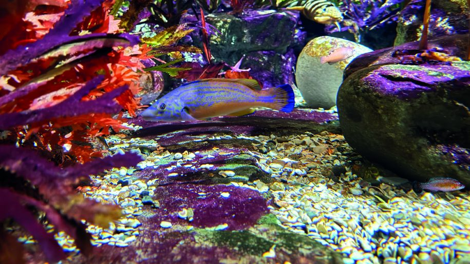 Colourful underwater scene with fish and rocks.