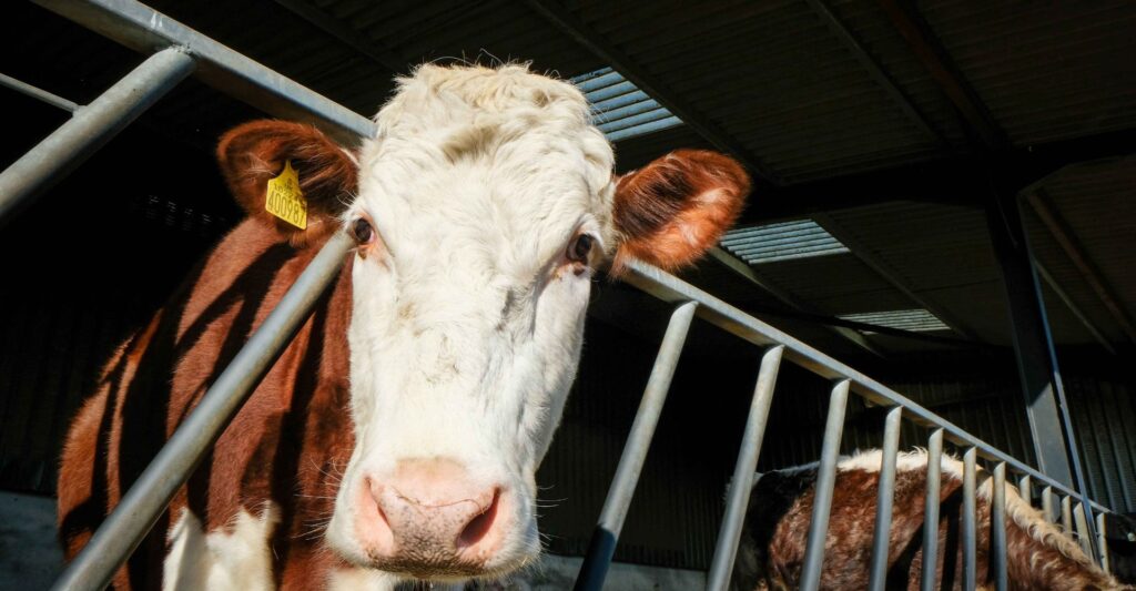 cow