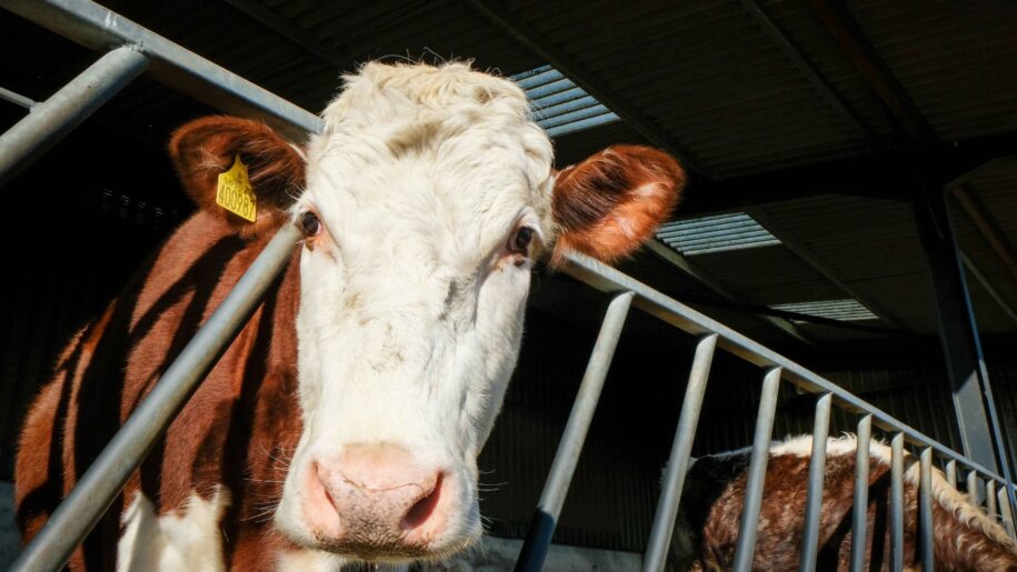 cow