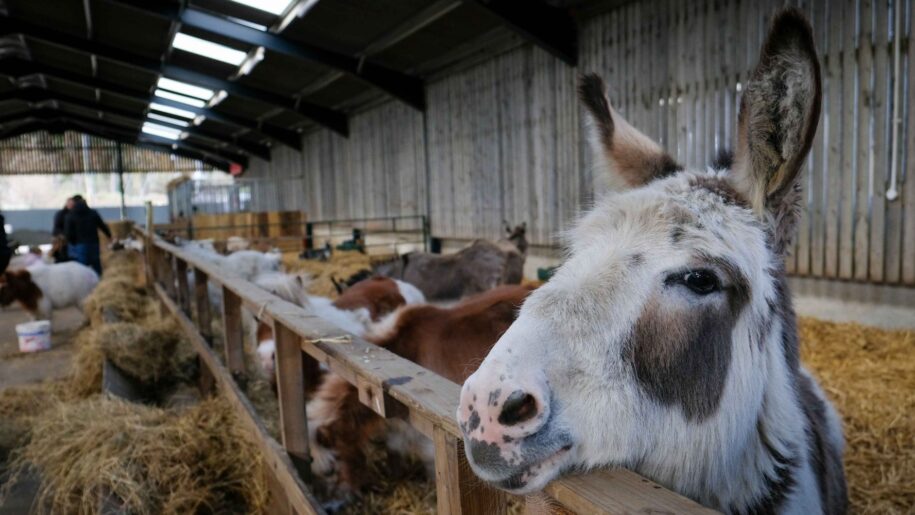 donkey
