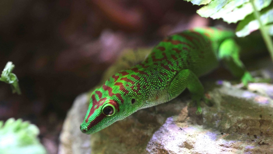 Bright emerald green gecko with red markings.