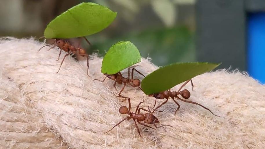leafcutter bugs holding big green leaves