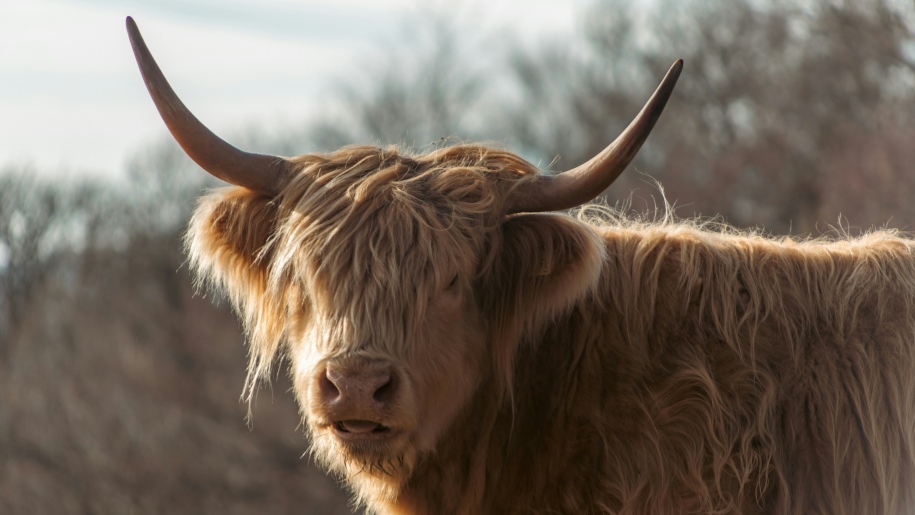 A Highland cow with horns.