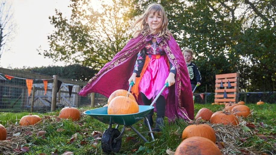 Girl in pink cloak pushing a wheelbarrow with two pumpkins in at Halloween.