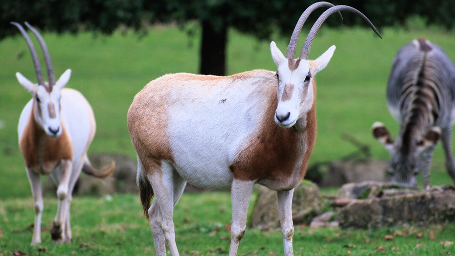 A brown and white oryx with scimitar-shaped horns.