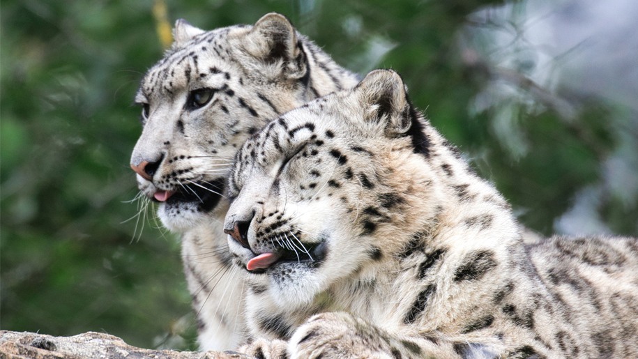 Two snow leopards.